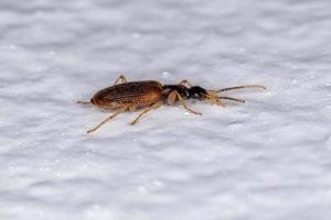 Small Adult Ground Beetle photo