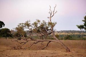 Large angiosperm tree photo