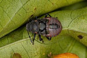 Stink bug nymph photo