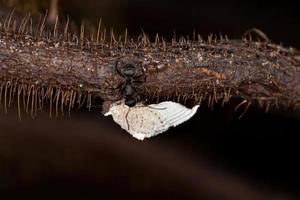 Interacción simbólica entre hormigas carpinteras e insectos escamosos.