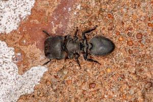 hormiga tortuga negra adulta