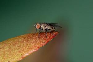 Adult Calyptrate Fly photo