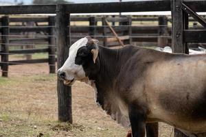 Vaca adulta en una granja brasileña foto