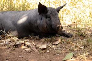 cría de cerdo negro foto