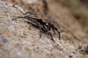 jumping spider on a tree trunk photo