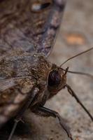 polilla bruja negra foto