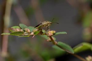 Adult Scentless Plant Bug photo