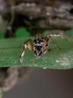 pequeña araña saltadora foto