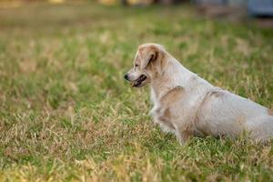 Domestic dog with selective focus