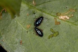 Adult Flea Beetles photo