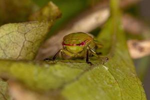 Adult Typical Leafhopper photo