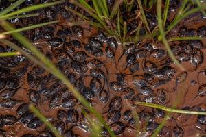 Small tadpoles of Cururu Toad photo