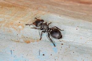 hormiga tortuga negra adulta