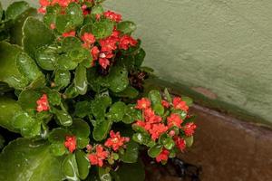 flaming katy flor roja con gotas de lluvia foto