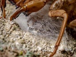 adult female jumping spider protecting eggs photo