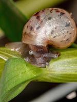 African Giant Snail photo