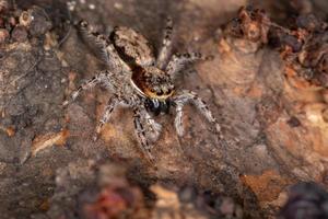 Araña saltadora de pared gris adulta femenina foto