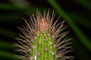 Cactus with spines photo