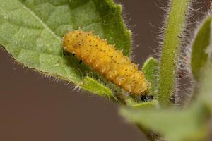 Flea Beetle Larvae photo