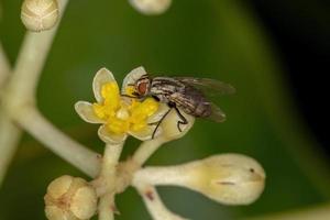 Adult Bristle Fly photo