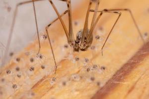 araña de bodega de cuerpo corto hembra adulta foto