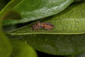insecto pentatomomorfo adulto foto