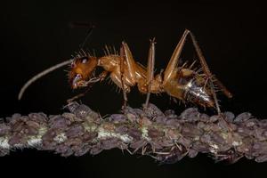 hormiga carpintera adulta