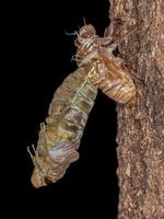 cigarra gigante adulta foto