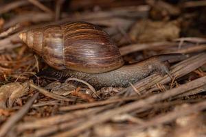 caracol gigante africano foto