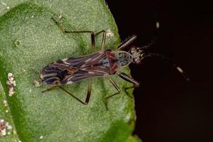 Dirt-colored Seed Bug photo
