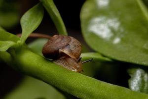 Asian Tramp Snail photo
