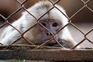 animal capuchino de frente blanca foto