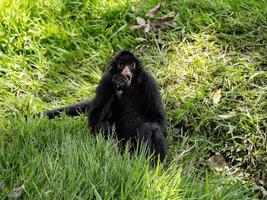 Black-faced Black Spider Monkey photo