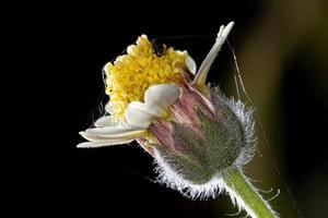 Small White Flower photo