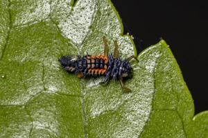 larvas de escarabajo asiático foto