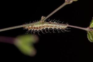 larva de mariposa pequeña foto