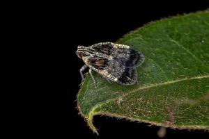 Adult Small Planthopper photo