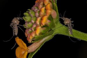 Adult Culicine Mosquitos Insect photo