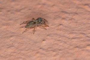 Gray Wall Jumping Spider photo