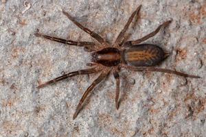 Brazilian Prowling Spider photo