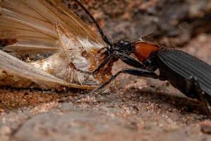 Adult False Bombardier Beetle preying on a moth photo