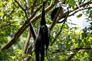 Black-faced Black Spider Monkey photo