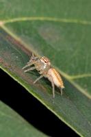 Small Jumping Spider photo