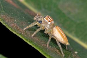 Small Jumping Spider photo