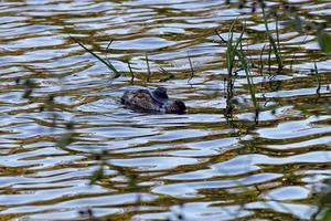 Cuvier's Dwarf Caiman photo