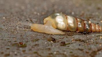 Brazilian Miniature Awlsnail photo