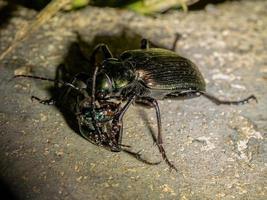 Escarabajo cazador de oruga adulto foto