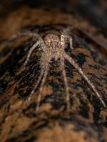 Adult Trechaleid Spider photo