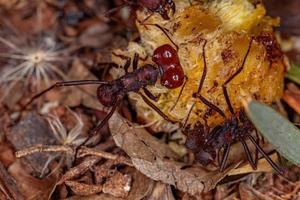 Atta hormiga cortadora de hojas foto