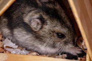 Campbell's dwarf hamster photo